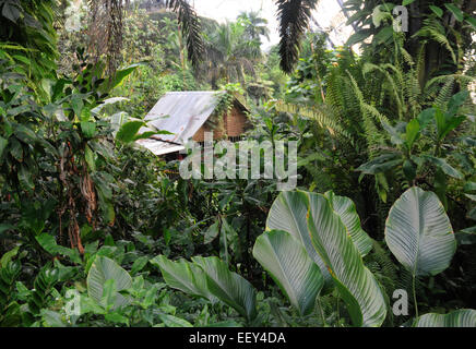 Settembre 2014 La foresta pluviale al Eden Project vicino a St. Austell, Cornwall. Pic Mike Walker, Mike Walker foto Foto Stock