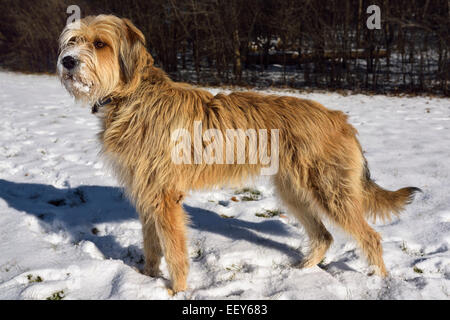 Razza mista scruffy cane in piedi in un innevato parco di Toronto in inverno Foto Stock