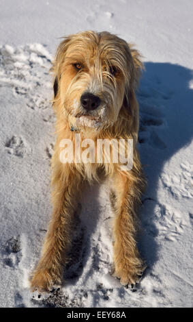 Obbediente di razza barboncino, grande Pirenei, Russo Wolfhound, cane giacente nella neve in inverno Foto Stock