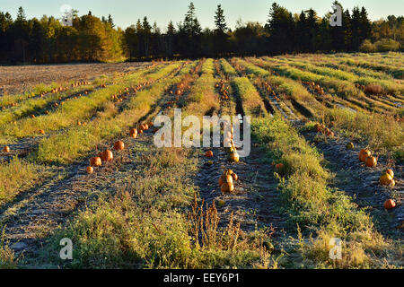 Campo di zucche pronto per il raccolto Foto Stock