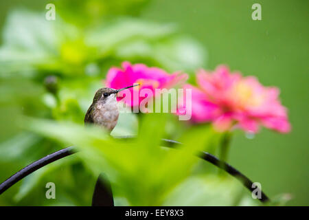 Hummingbird seduti sul pesce persico con fiori nel giardino estivo habitat. Foto Stock