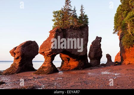 Canada, New Brunswick, Moncton, Hopewell rocce con alberi in cima all'alba Foto Stock