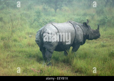 Rinoceronte indiano -rhinoceros unicornis- all'alba che vagano per le praterie che il confine del fiume Rapti nella bufferzone off parco di Chitwan. Foto Stock