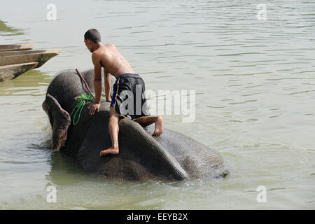 CHITWAN, Nepal - 14 ottobre: elefante indiano - Elephas maximus indicus- con mahout prende un bagno dopo una giornata di lavoro su safari. Foto Stock