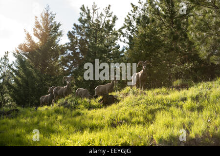 Bighorn pecore pascolano vicino alla griglia Point Lookout sulla cima di una montagna nella Foresta Nazionale Bitterroot, vicino a Hamilton, Montana, 19 giugno 2014. Un 30-pollice passerella che circonda il vetro-pannellata camera offre vedute senza ostacoli del circostante zaffiro, Bitterroot e Anaconda-Pintler gamme della montagna. (Foto di Ami vitale) Foto Stock