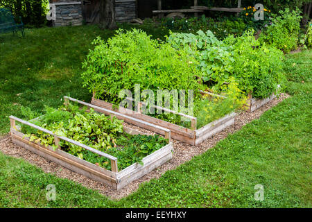 Tre sollevato letti orto la coltivazione di verdure fresche in un cortile Foto Stock