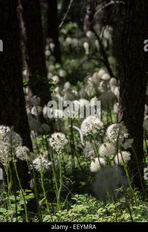 Un enorme fioritura di erba orso brilla al sole nella foresta vicino a Glacier National Park in Montana. Un membro della famiglia Giglio, ogni singolo orso pianta di erba fiori soltanto una volta ogni cinque a sette anni. (Foto di Ami vitale) Foto Stock