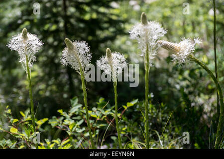 Un enorme fioritura di erba orso brilla al sole nella foresta vicino a Glacier National Park in Montana. Un membro della famiglia Giglio, ogni singolo orso pianta di erba fiori soltanto una volta ogni cinque a sette anni. (Foto di Ami vitale) Foto Stock