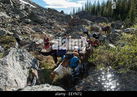 Benvenuti al mondo strano e meraviglioso di llama. Llama-trekking è una delle molte attività disponibili in parti remote del Montana. Queste belle, eccentrico creature hanno la vista eccezionale che, alleati con i loro periscopio-come colli, li rende ideali le guardie di sicurezza. Forte e delicato e silenzioso e agile, llama è il compagno perfetto per un pacchetto di viaggio. Con il loro piede imbottito, la pulizia, la quiete della natura e la possibilità di navigare su una varietà di vegetazione, llama non hanno più impatto nel paese di high di un cervo. Avviso e surefooted, queste belle nativi andina tote ingranaggio con facilità t Foto Stock