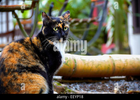 Feral cat seduto di fronte a caduto il bambù Foto Stock