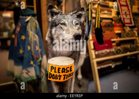 Animali Taxidermied stand in Montana il commercio delle pellicce shop nella città di Martin, Montana. L'archivio contiene non solo di tassidermia ma la storia recente del Montana quando i commercianti di pellicce e guide dei vecchi giorni ha portato il cercatore d'oro di Bannack e città della Virginia, a Elena e l'Inferno di regioni di gate di Montana Occidentale. (Foto di Ami vitale) Foto Stock