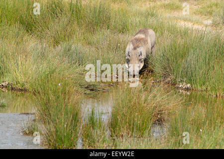 Un warthog, Phacochoerus africanus, bere da un laghetto nel Parco Nazionale del Serengeti, Tanzania Foto Stock