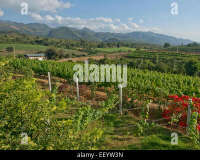 Montagna Rossa cantina e vigneti vicino Lago Inle, stato Shan, Myanmar Foto Stock