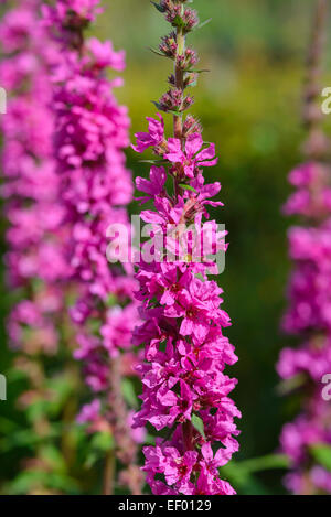 Viola-loosestrife, Lythrum salicaria, fiori selvatici, Dumfries & Galloway, Scozia Foto Stock