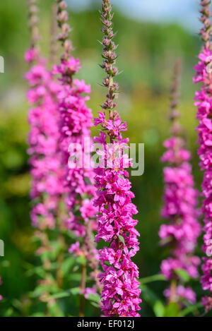 Viola-loosestrife, Lythrum salicaria, fiori selvatici, Dumfries & Galloway, Scozia Foto Stock