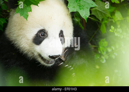 Panda gigante in chengdu Panda Gigante base di ricerca, Sichuan, in Cina Foto Stock