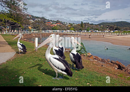 Australian pellicani (Pelecanus conspicillatus) in riva al mare resort Crescent Head, Nuovo Galles del Sud, Australia Foto Stock