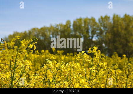 Sul bordo di un campo di semi di colza Foto Stock