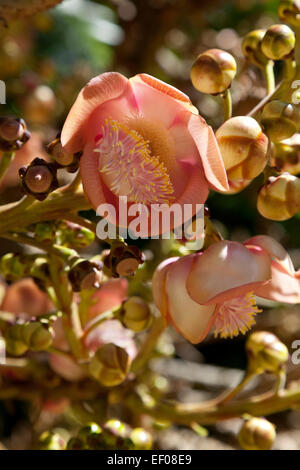 Cannonball tree fiore all'aperto Foto Stock