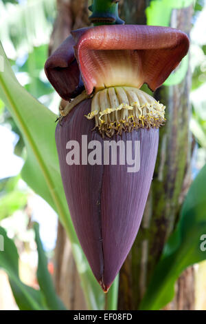 Banana Flower appeso su un impianto Foto Stock