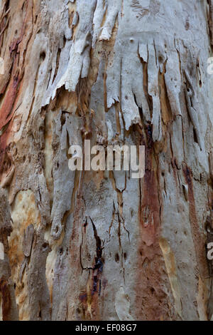 Corteccia di eucalipto Nuovo Galles del Sud Australia Foto Stock