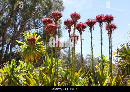 Gymea Lily fiori nativo di Australia orientale Foto Stock