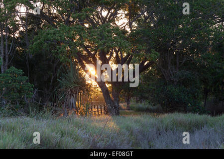 Sundown inTyto zone umide, Queensland, Australia Foto Stock