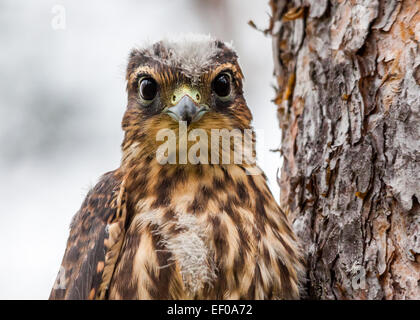 Un bambino merlin (Falco columbarius) Foto Stock