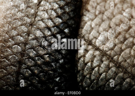 Scala di Pesce di close-up Foto Stock