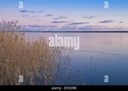 Am Bodden a Wiek (pesce-Darß). Foto Stock