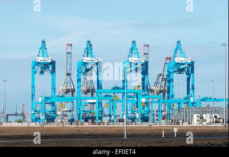 Nuovo Blu gru industriali per il carico e lo scarico nel nuovo porto in Olanda chiamato secondo maasvlakte Foto Stock