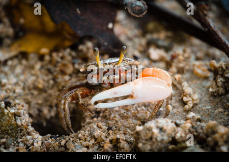 Fiddler crab close up sulla sabbia Foto Stock