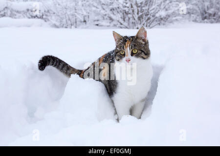 Il gatto domestico avendo divertimento nella neve fresca. Foto Stock