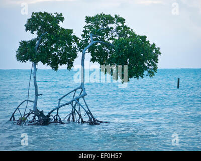 Caye Caulker isola in Belize Foto Stock