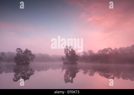 Di un bel colore rosa misty alba sul lago selvaggio, Paesi Bassi Foto Stock