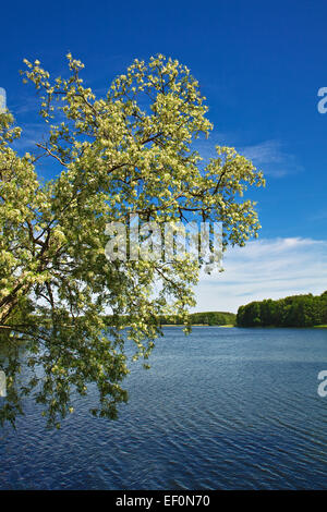 Paesaggio sulle sponde di un lago in Germania. Foto Stock