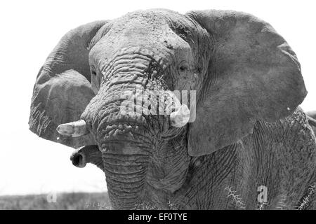 Il vecchio Elefante africano bull ritratto in bianco e nero Foto Stock