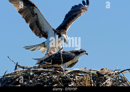 Falco pescatore (Pandion haliaetus) adulto atterraggio sul nido con i capretti lungo il Columbia River a Washougal Marina Washington, negli Stati Uniti in luglio Foto Stock