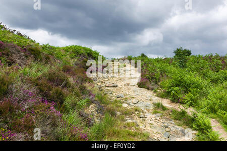 Un sentiero attraverso il North York Moors National Park affiancato da heather, blumi e le felci su un nuvoloso giorno d'estate. Foto Stock