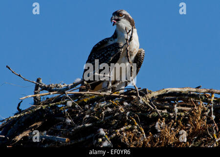 Falco pescatore (Pandion haliaetus) capretti sul nido lungo il Columbia River a Washougal Marina Washington, negli Stati Uniti in luglio Foto Stock