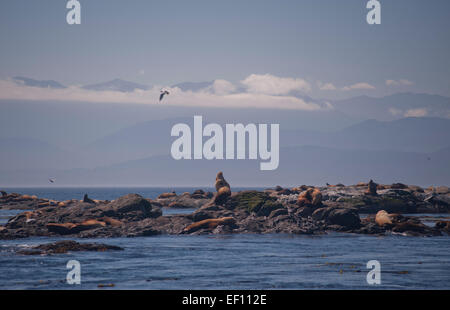 Mare del Nord Lions Eumetopias jubatus gara rocce Riserva Ecologica Victoria British Columbia Canada Foto Stock