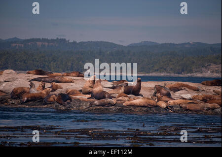 Mare del Nord Lions Eumetopias jubatus gara rocce Riserva Ecologica Victoria British Columbia Canada Foto Stock