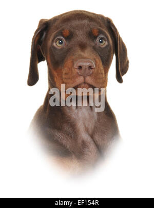 Un studio shot Ritratto di una pinza Doberman Pedigree cane cucciolo maschio. Foto Stock