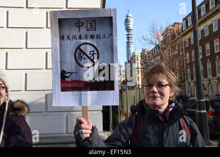 Londra, Regno Unito. Il 24 gennaio, 2015. Azione per gli elefanti UK ha tenuto una protesta al di fuori dell'Ambasciata cinese a sensibilizzare il pubblico e mettere sotto pressione il governo cinese a proibire il commercio di avorio, che mette in pericolo gli elefanti africani che sono brutalmente macellati per le zanne. Credito: Vedere Li/Alamy Live News Foto Stock