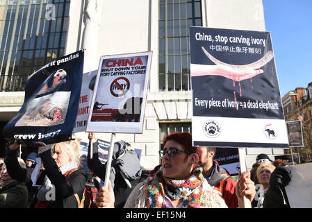 Londra, Regno Unito. Il 24 gennaio, 2015. Azione per gli elefanti UK ha tenuto una protesta al di fuori dell'Ambasciata cinese a sensibilizzare il pubblico e mettere sotto pressione il governo cinese a proibire il commercio di avorio, che mette in pericolo gli elefanti africani che sono brutalmente macellati per le zanne. Credito: Vedere Li/Alamy Live News Foto Stock