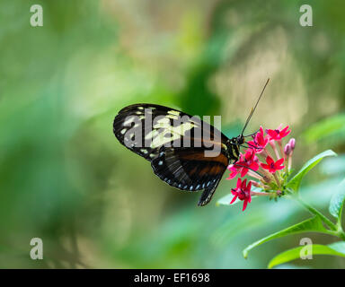 Tiger Longwing butterfly (Heliconius hecale) alimentazione sulla stella rossa fiori Foto Stock