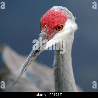 Gru Sandhill comunemente visto in tropicale Florida Foto Stock