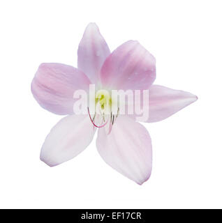 Giglio colore rosa fiore closeup isolato su bianco Foto Stock