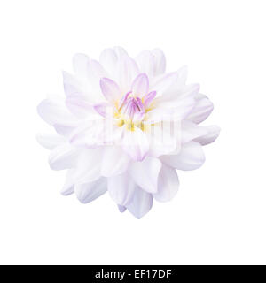 Bianco fiore dahlia isolato su bianco Foto Stock