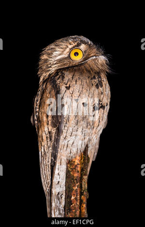 Potoo settentrionale (Nyctibius jamaicensis) a notte. Belize, America centrale. Foto Stock